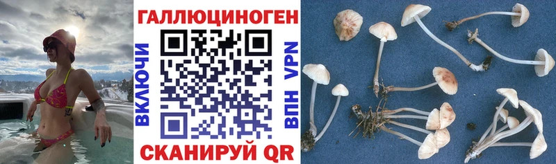 Псилоцибиновые грибы мухоморы  нарко площадка Telegram  Салаир 